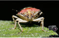 Raynox DCR-150 Camera Lens Product Image