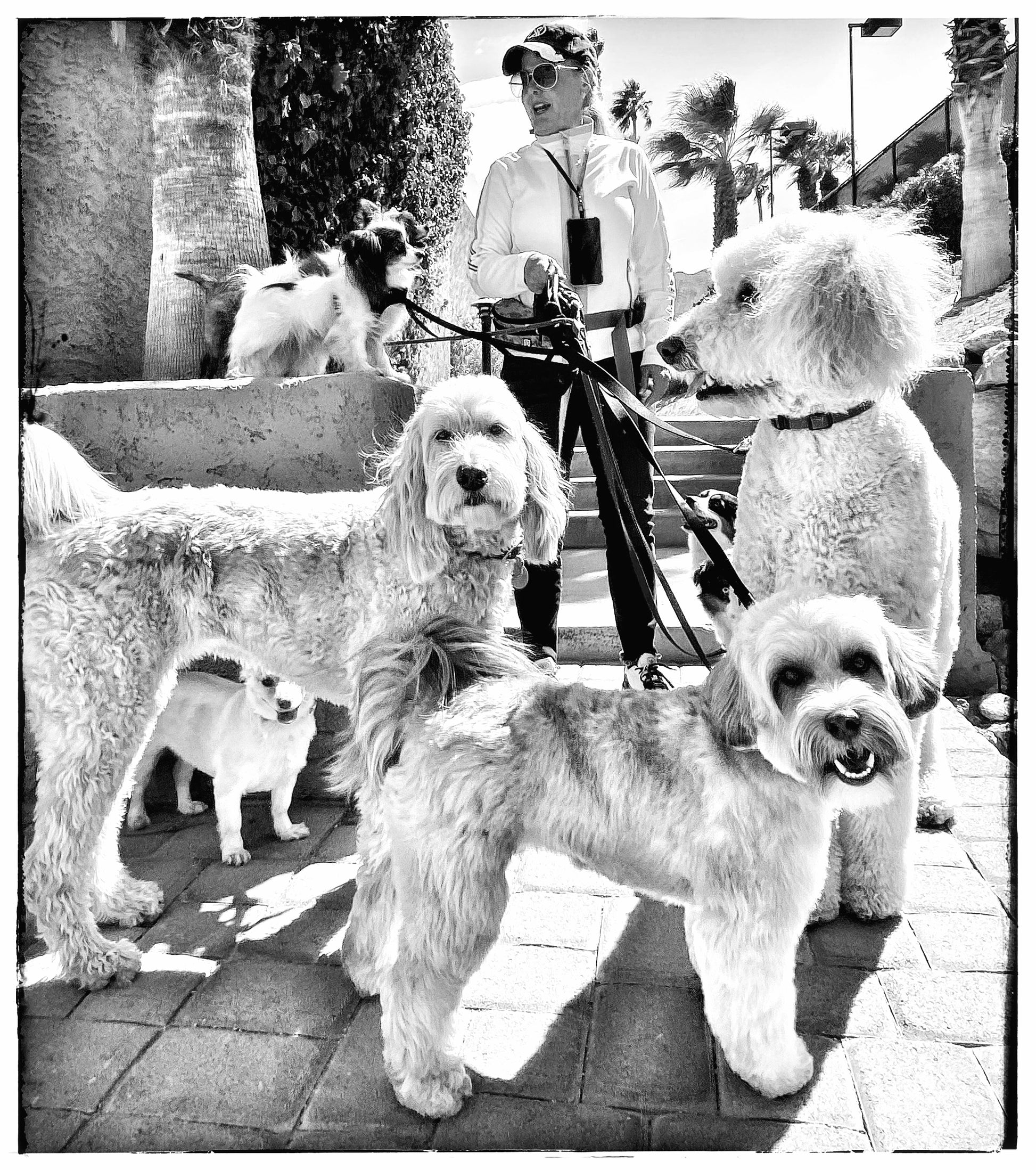 BlackRapid 275007 Phone & Tablet Product Image